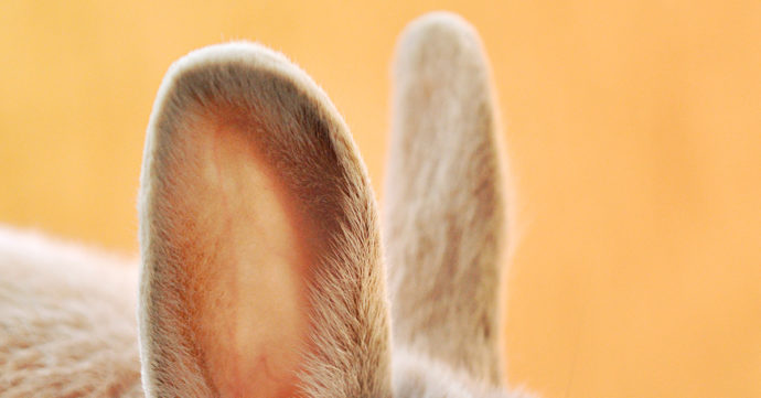 bunny ears yellow background